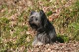 SKYE TERRIER 079